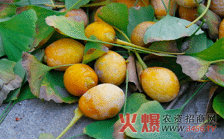 银杏热门话题,探寻千年古树背后的传奇与魅力