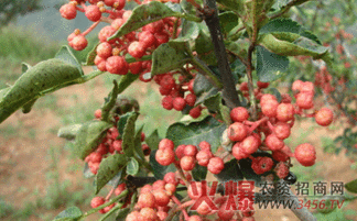 花椒热门话题,揭秘网络红人的崛起与影响