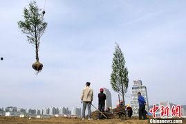 种树热门话题,种树热潮下的生态行动与启示
