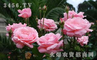 热门话题 月季,探寻园艺界的永恒魅力