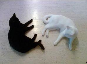 热门话题猿猴,揭秘人类与灵长类动物的神秘联系