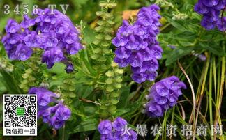 黄芩热门话题,传统中药的现代探索与热门话题聚焦