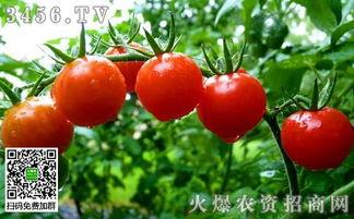 热门话题番茄,揭秘全球餐桌上的明星食材