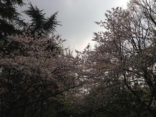 热门话题 枫林,探寻秋日枫叶盛景的浪漫之旅