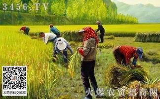 热门话题谷子,从传统粮食到现代产业的华丽转身