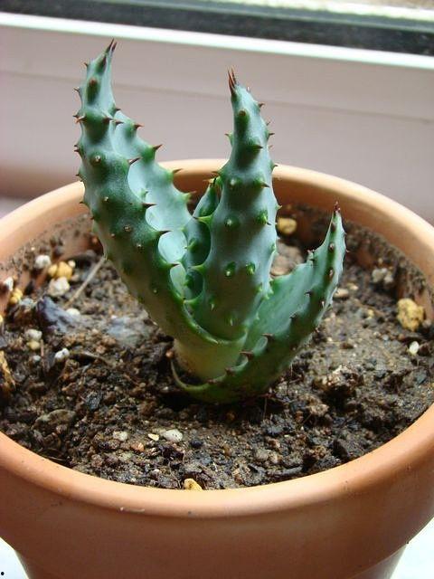 热门话题苔藓,自然界的绿色奇迹与生态平衡的守护者