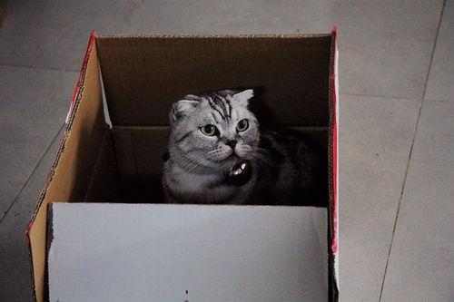 黑猫热门话题,揭秘网络热议背后的神秘力量