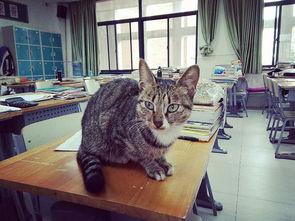 黑猫热门话题,揭秘网络热议背后的神秘力量