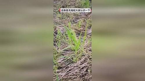 热门话题野生
