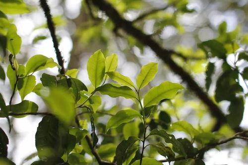 热门话题野生