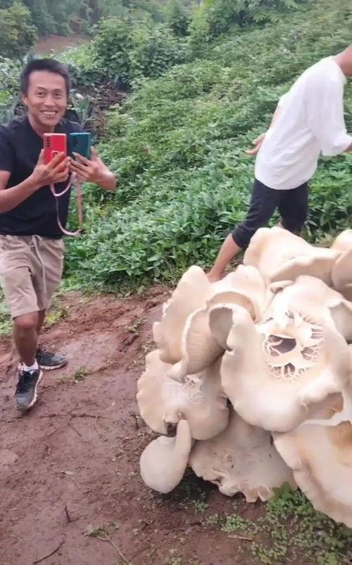 热门话题野生