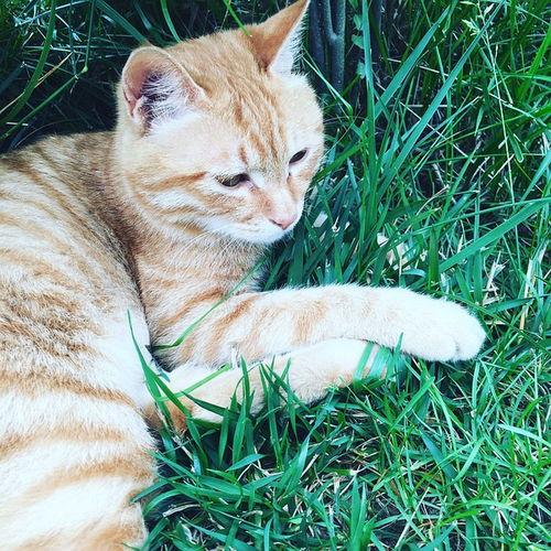 热门话题 小猫,揭秘小猫的可爱瞬间与成长故事