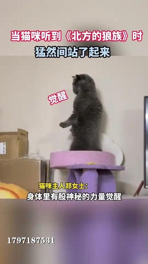 热门话题 小猫,揭秘小猫的可爱瞬间与成长故事