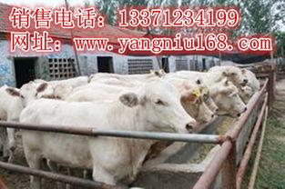 肉牛热门话题,热门话题下的产业变革与未来展望