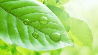 热门话题落叶,落叶中的季节变迁与自然奥秘