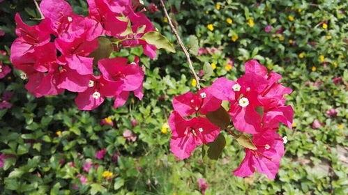 热门话题菜花,营养美味，健康生活新宠