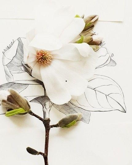 花卉热门话题,揭秘当下热门花卉话题与趋势