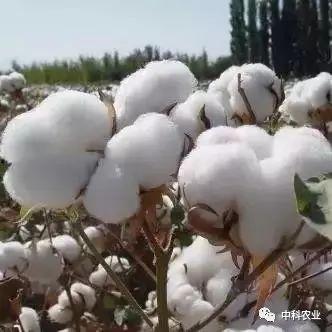 热门话题棉花,从种植到市场的全链解析