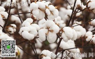 热门话题棉花,从种植到市场的全链解析
