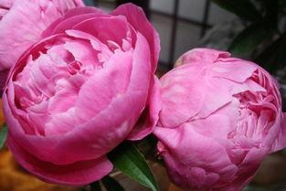 芍药热门话题,探寻古典花卉的现代魅力
