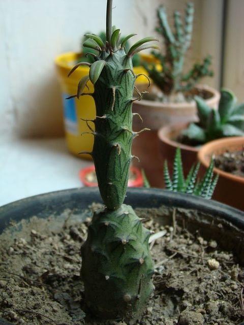葛根热门话题,养生新宠，健康生活新趋势