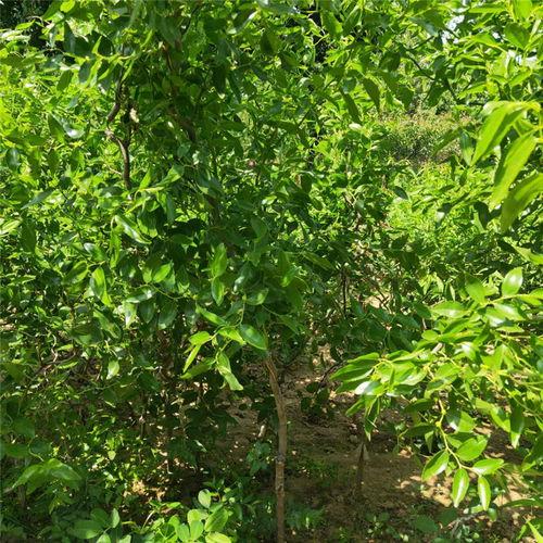 热门话题苗,探寻民族文化的瑰宝与传承
