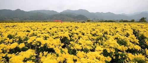 野花热门话题,探寻自然之美与生态平衡的和谐共鸣