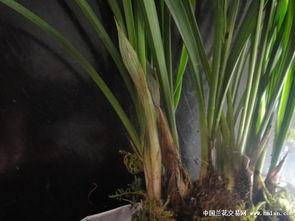 热门话题兰花,探寻国花之美与养护之道