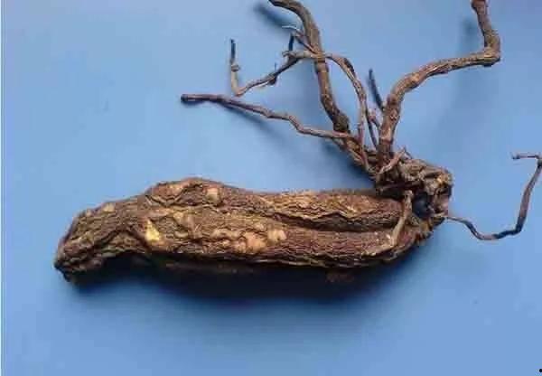 热门话题人参,人参的神奇功效与养生奥秘