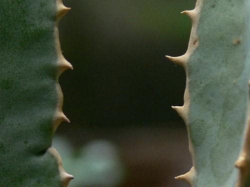 热门话题人参,人参的神奇功效与养生奥秘