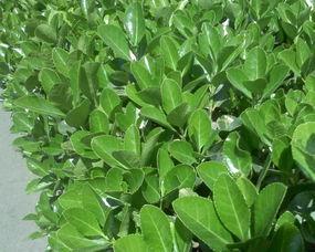 黄杨热门话题,探寻黄杨文化魅力与时代价值