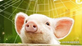 年猪热门话题,传统习俗与现代生活的交融