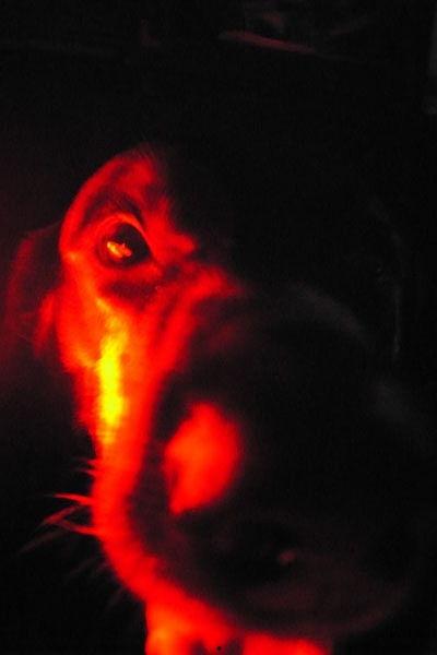 羊头热门话题,揭秘羊头背后的文化内涵与美食传奇