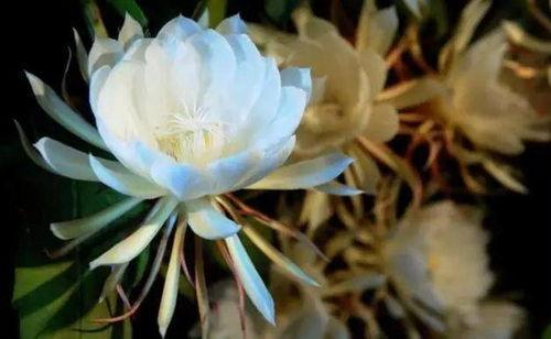 热门话题昙花,揭秘热门话题的短暂辉煌