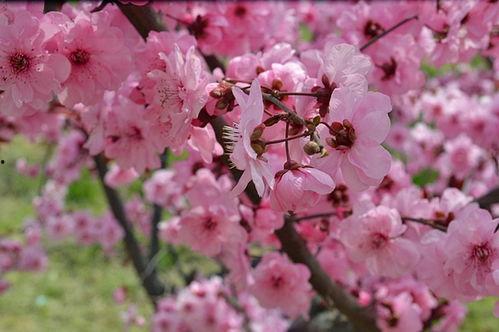 梅花热门话题,冬日里的诗意绽放——探寻梅花热门话题背后的文化内涵