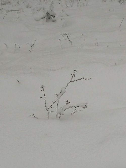 梅花热门话题,冬日里的诗意绽放——探寻梅花热门话题背后的文化内涵