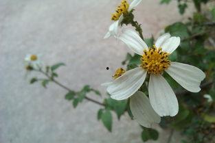 热门话题拍花,跟随热门话题探寻花卉之美