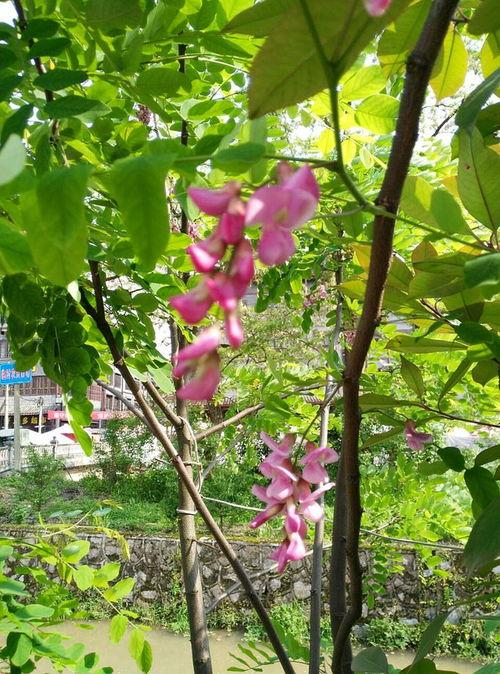 热门话题拍花,跟随热门话题探寻花卉之美