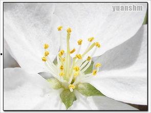 热门话题拍花,跟随热门话题探寻花卉之美