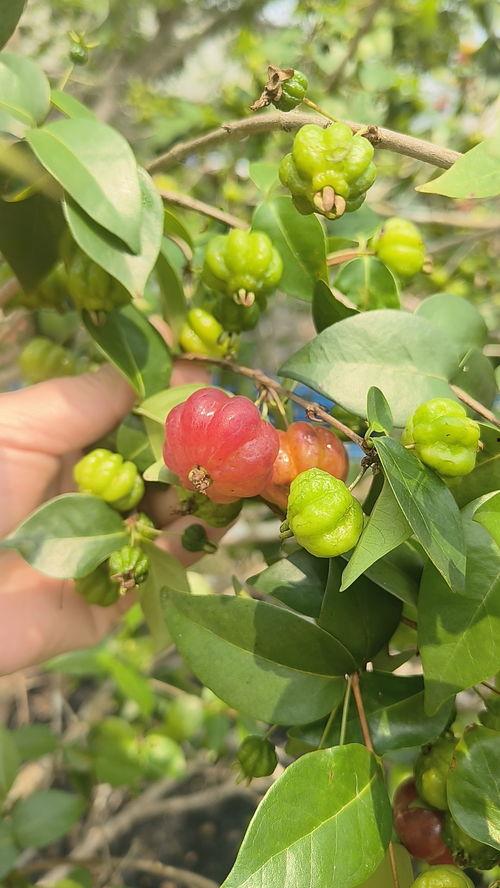 红果热门话题,探寻红果背后的故事与魅力