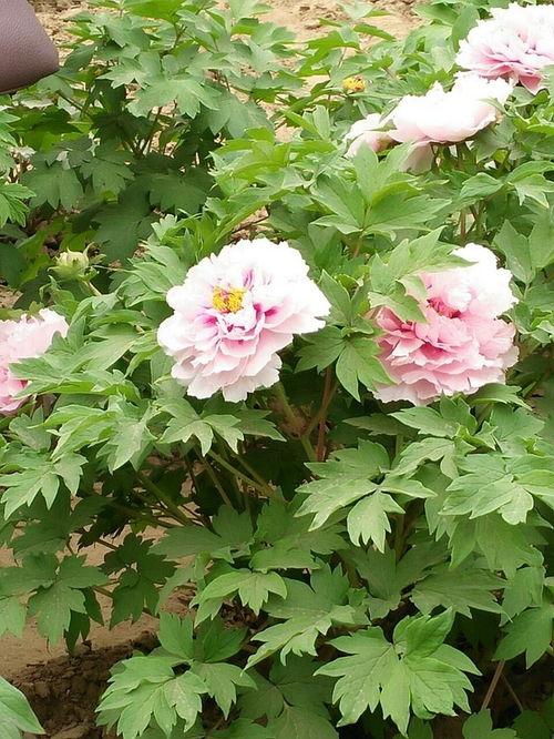 热门话题牡丹,牡丹盛放，探寻千年花王之美