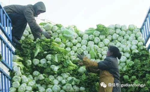 白菜热门话题,揭秘市场热点背后的真相