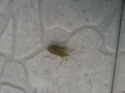 热门话题鳗鱼,从海洋到餐桌的美食之旅