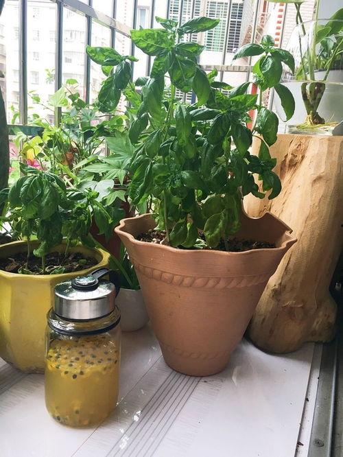 花盆热门话题,揭秘园艺新风尚与家居美学融合