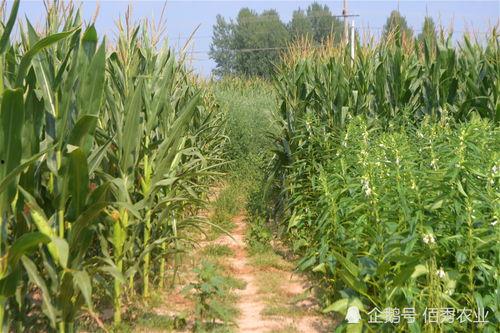 热门话题稻穗,探寻我国农业发展的辉煌成就