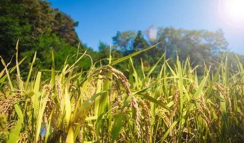 热门话题稻穗,探寻我国农业发展的辉煌成就