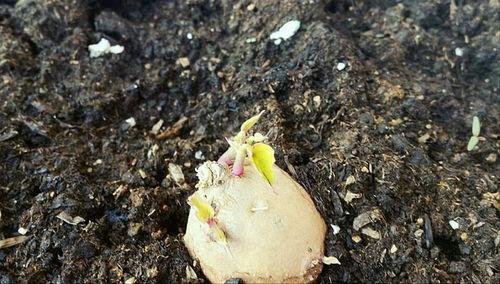 热门话题地瓜,健康美食的绿色传奇