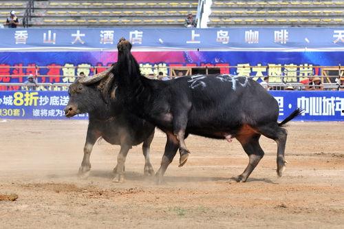 斗牛热门话题