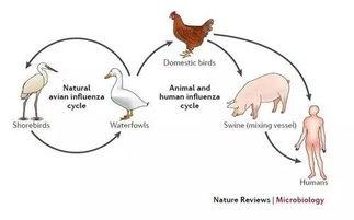 热门话题流感,最新趋势与预防指南