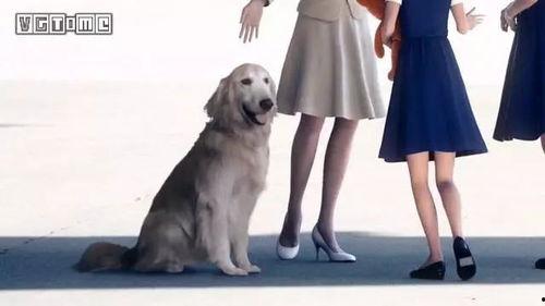 热门话题热门狗狗